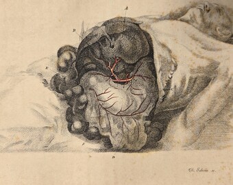 アンティーク解剖図 大判アート作品 1906年アンティーク解剖学 - リトグラフ • オリジナルアンティーク版画