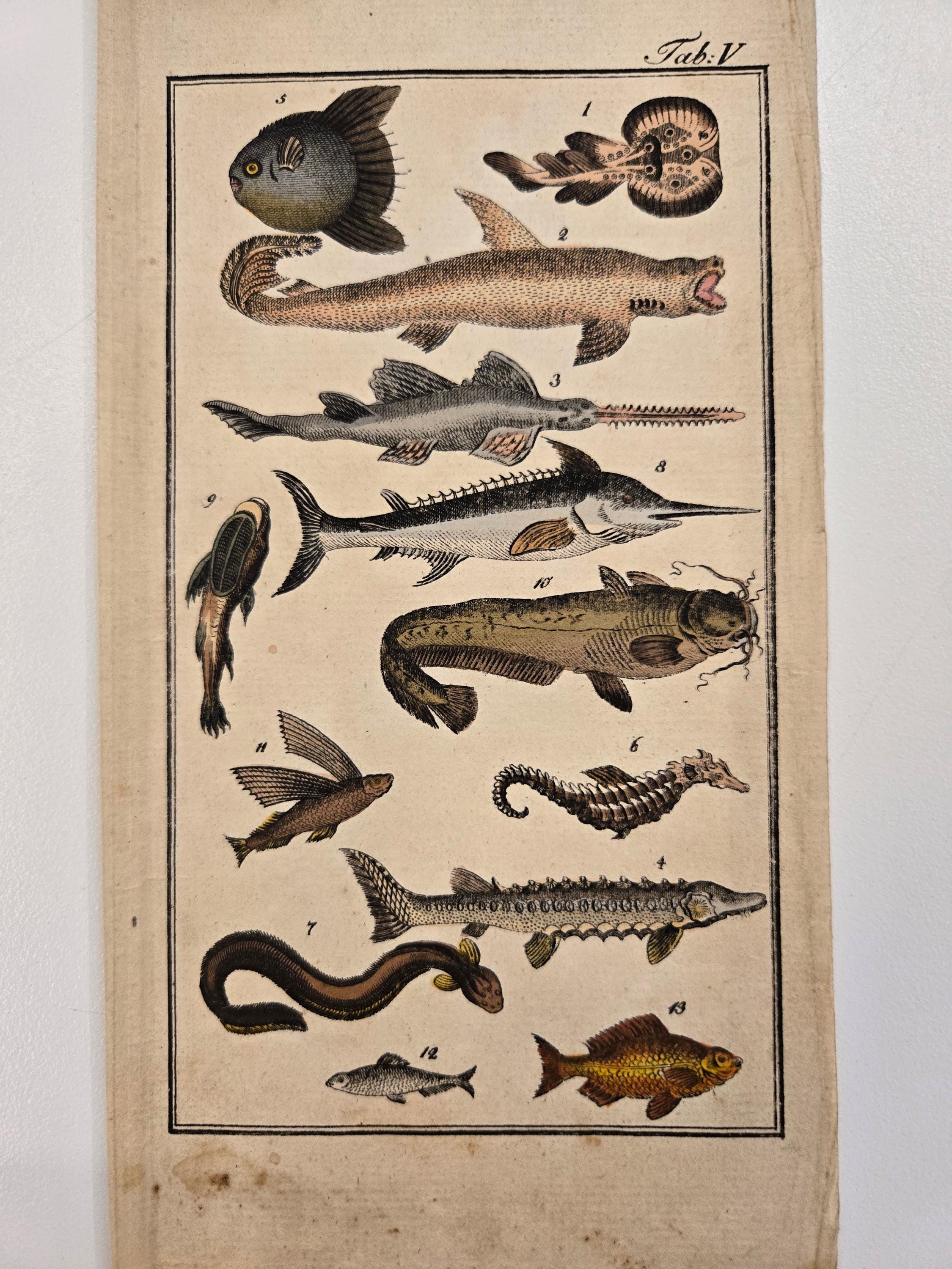 1811 Rare Original Hand Color Copper Engraving from Germany Natural History print, antique, nature, art, decor by Lippold, Fish, ichthyology