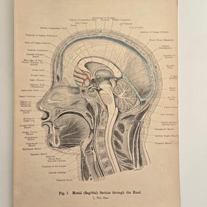 1906 antieke anatomie - lithografie • originele antieke prenten • menselijke anatomie • medische illustratie - antieke Duitse houtsnede - menselijk brein