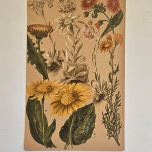 Antikt alpbotaniskt tryck – Taschenflora des Alpen-Wanderers Zürich – L&C Schröter Originaltallrik – Schweizisk blomsterillustration från 1800-talet