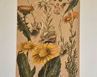 Antique Alpine Botanical Print – Taschenflora des Alpen-Wanderers Zurich – L&C Schröter Original Plate – 1800s Swiss Flower Illustration