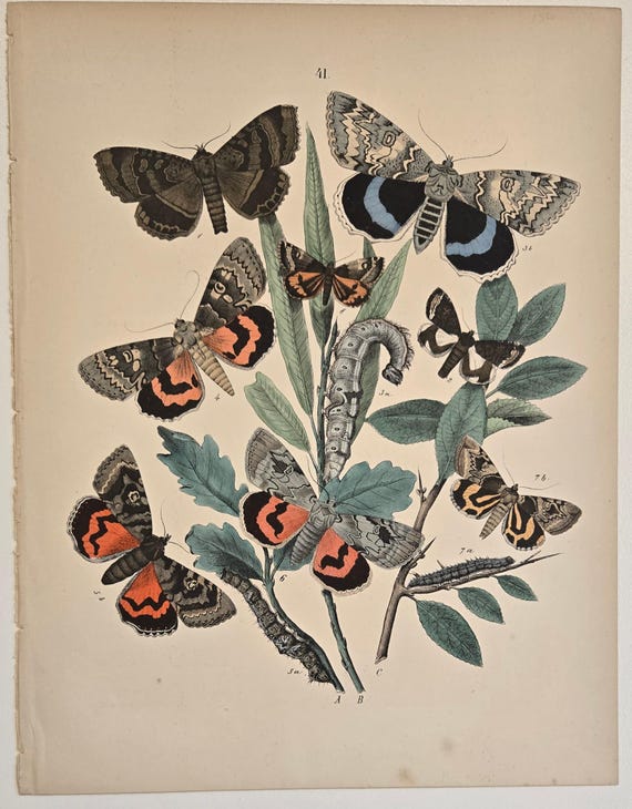 始祖蝶　Ancester’s Butterfly 【肉筆絵画】 1882 Butterfly Engraving – European Moths & Butterflies by W.F.