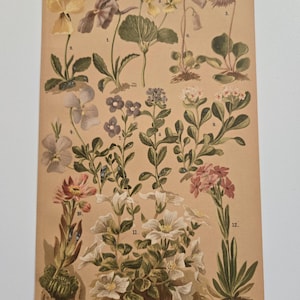 Rare 1890&#39;s Botanical Original chromolithograph Alpine Flowers from Zurich, Switzerland 1800&#39;s antique flower art original