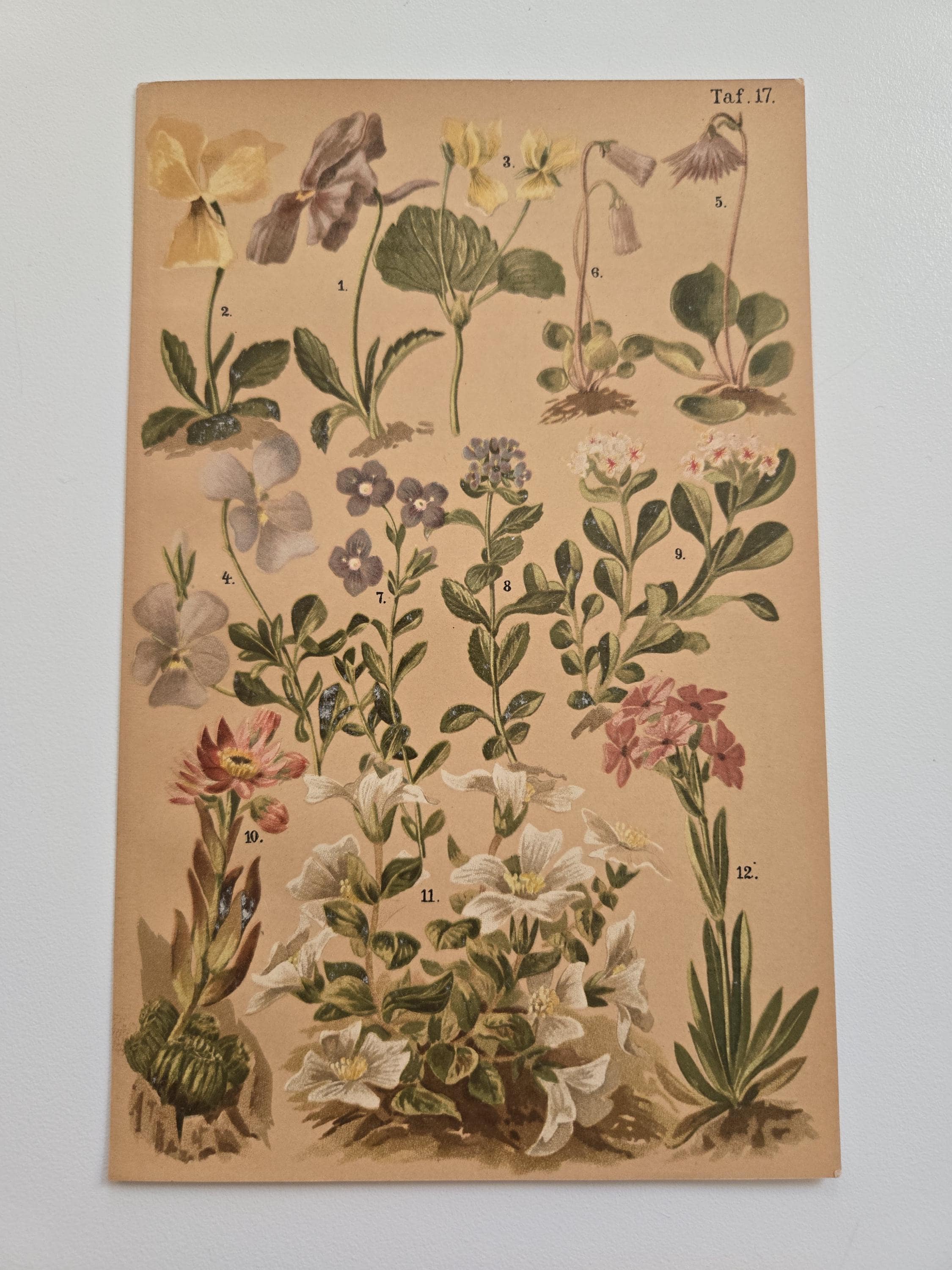 Rare 1890's Botanical Original Chromolithograph Alpine Flowers