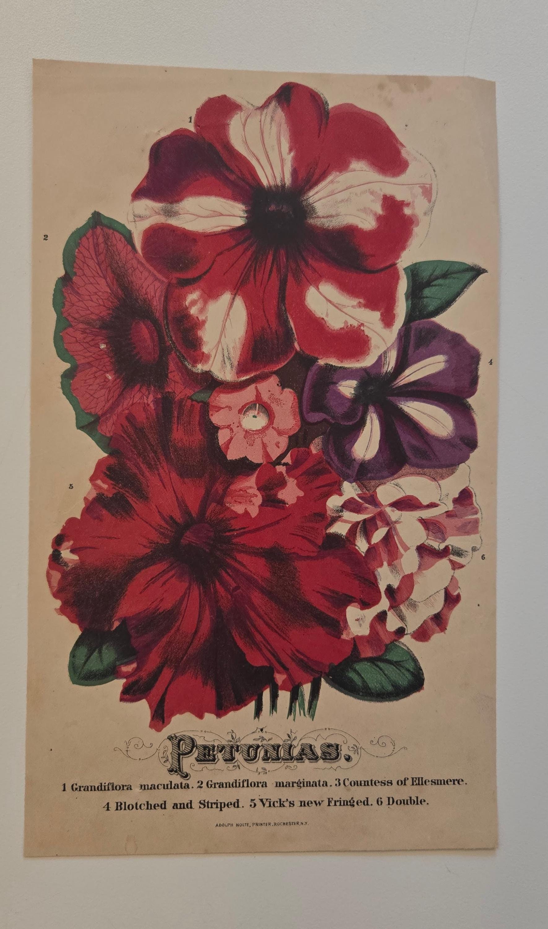ヨウニ・セッパネン フラワーデザイン 作品集「Flower Stories」 Tulipina's Floral Fantasy – Chronicle Books