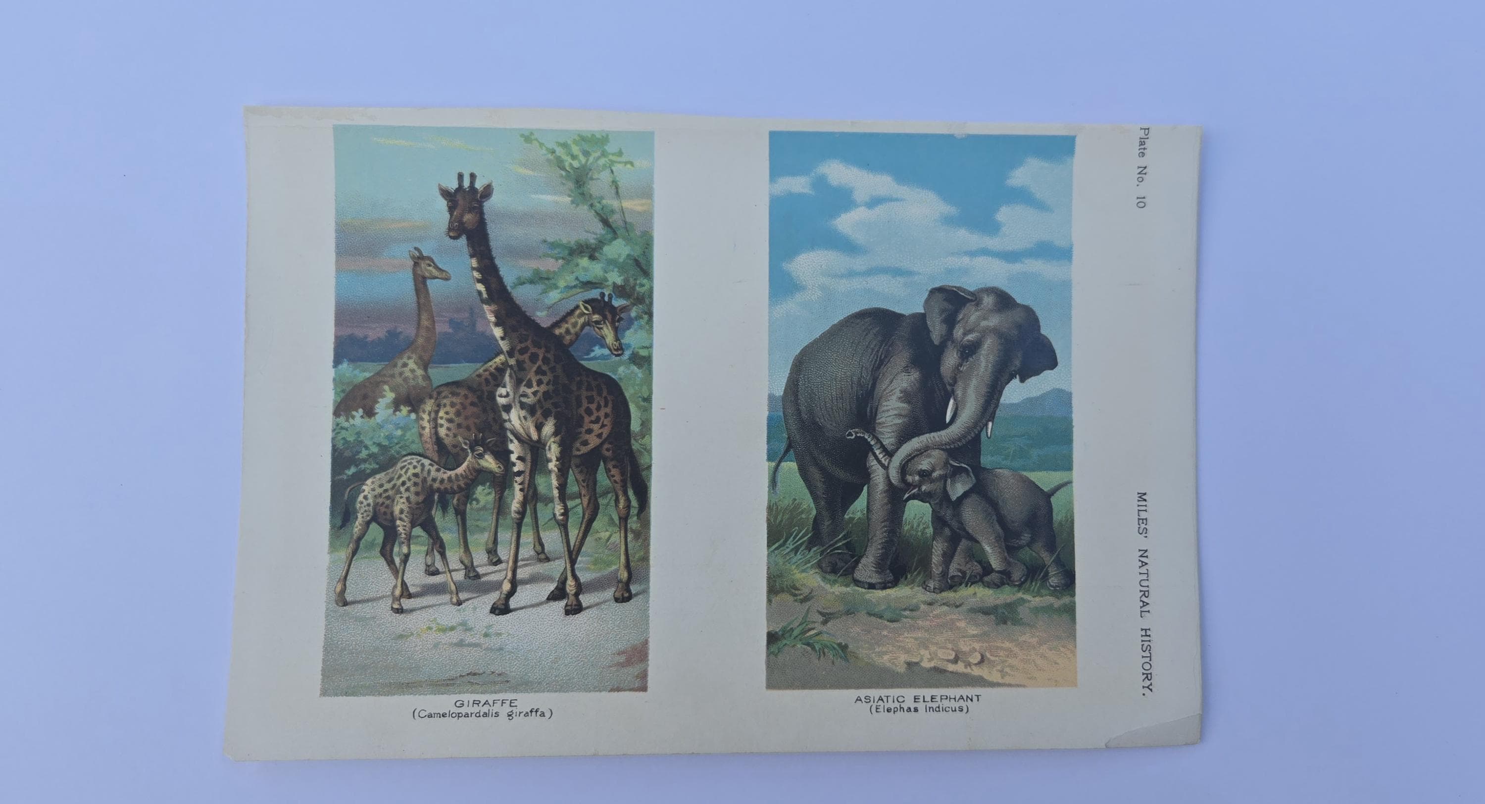 アンティーク 1907 | アフリカの動物 | キリン、ゾウ | マイルズ自然史
