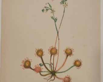 1902 Ann Pratt Botanical Print – ROUND-LEAVED SUNDEW