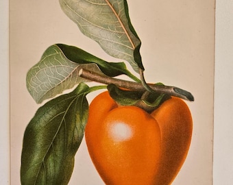 1892 Persimmon Print – Antique USDA Pomology Chromolithograph