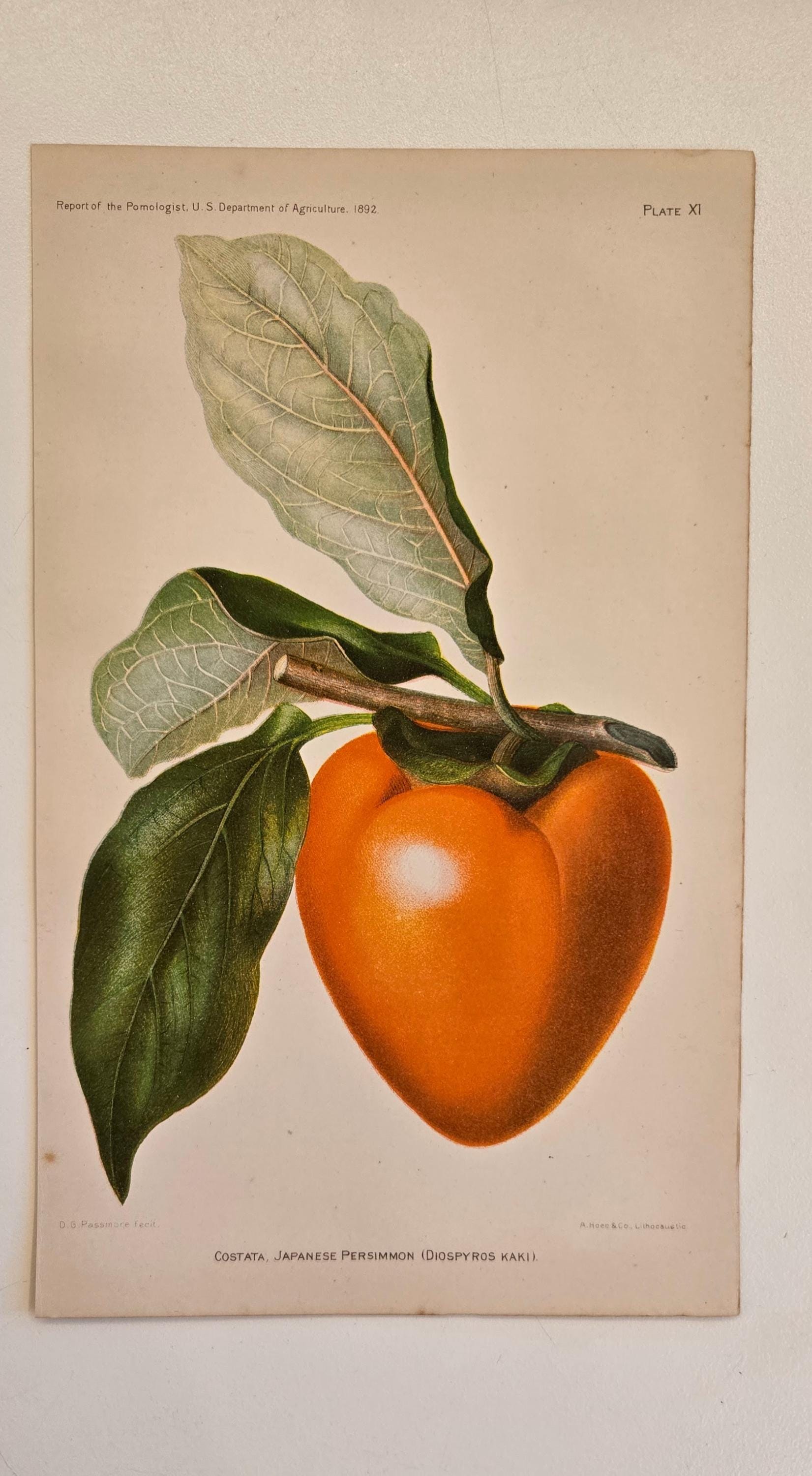 本物！　巻白　persimmon(B) サイン　99/140 版画 1892 Persimmon Print – Antique USDA Pomology Chromolithograph