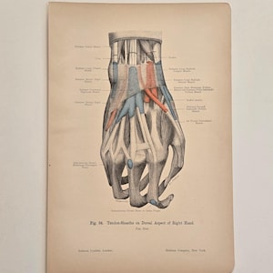 1906 antique anatomy - lithograph • original antique prints •  human anatomy • medical illustration - Antique German Woodcut - skeleton