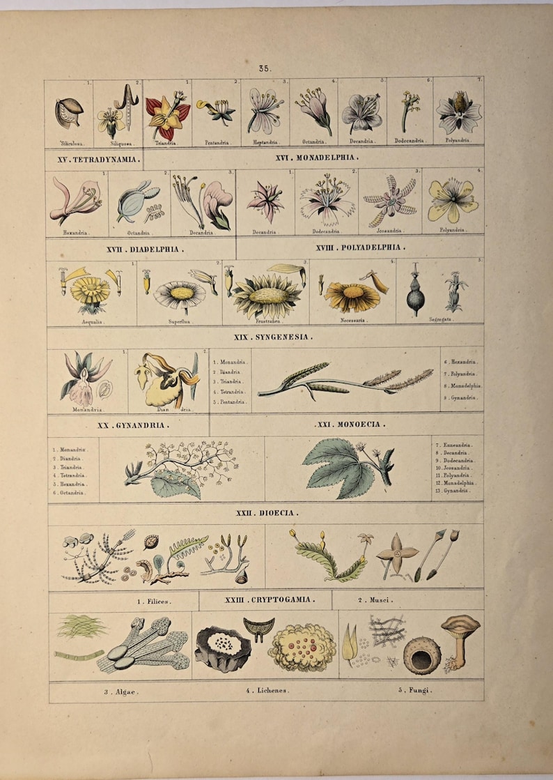 Antique Hand Colored Botanical Chart 1860 Plant Classification Flower ...