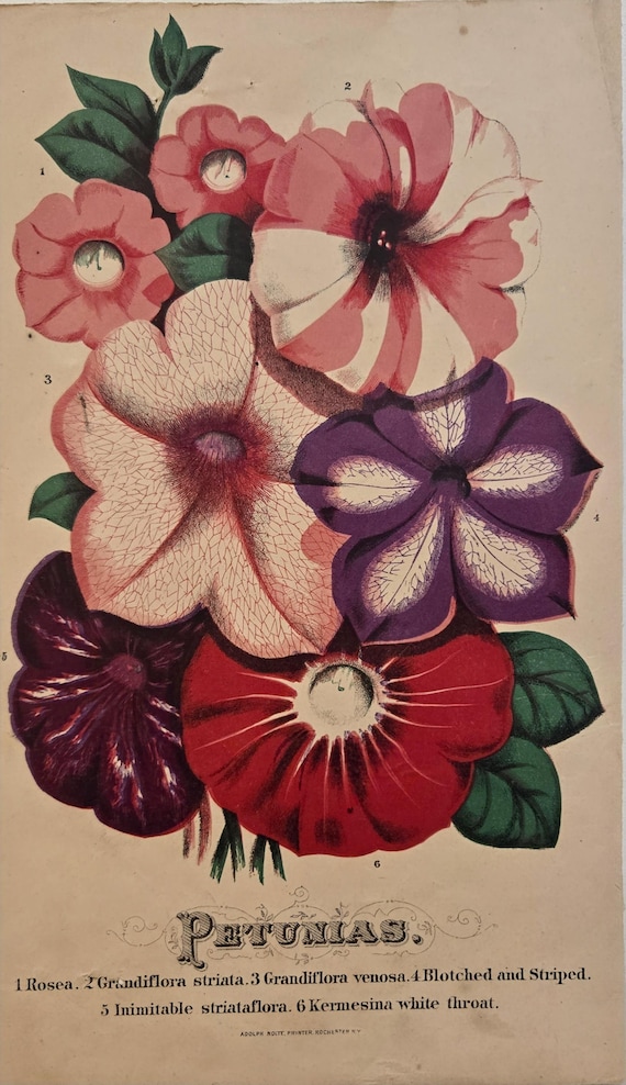F10♡フラワー♡ブーゲンビリア♡インテリア♡絵♡絵画♡roxy Antique 19th Century Petunia Chromolithograph – Victorian