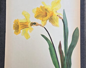 Vintage Botanical Prints 1940s from Paris, France, Arlette Davis, Vintage Flower Print, Daffodil, Narcissus, Large Botanical, Daffodils