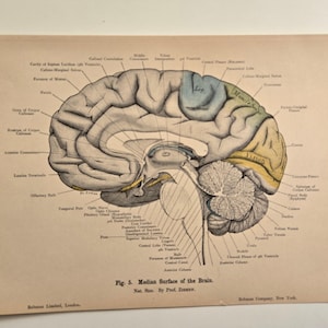1906 antieke anatomie - lithografie • originele antieke prenten • menselijke anatomie • medische illustratie - antieke Duitse houtsnede - menselijk brein