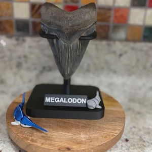 以下が含まれることがあります： MEGALODONと白い文字で記された長方形の台座を持つ黒いディスプレイスタンドに固定された、化石化したメガロドンのサメの歯。台座の上には、小さな青と白のサメのフィギュアと、小さな灰色のサメのフィギュアが置かれています。