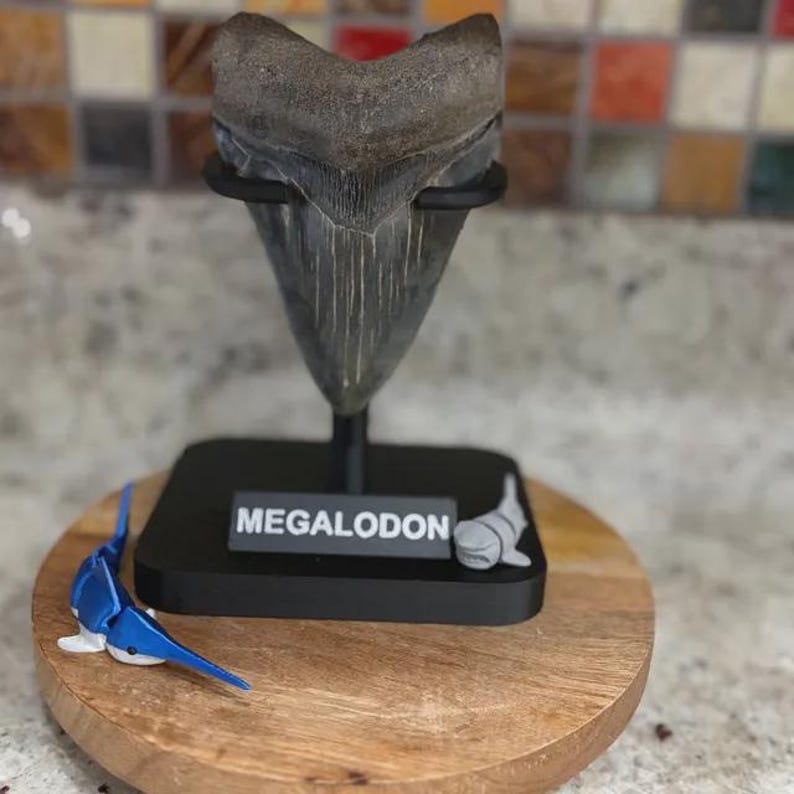 以下が含まれることがあります： MEGALODONと白い文字で記された長方形の台座を持つ黒いディスプレイスタンドに固定された、化石化したメガロドンのサメの歯。台座の上には、小さな青と白のサメのフィギュアと、小さな灰色のサメのフィギュアが置かれています。