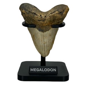 May include: A large fossilized Megalodon shark tooth, cream and brown in color, displayed on a black stand. The stand has a black base with the word "MEGALODON" in white text.