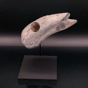 Rare Museum Piece – Neolithic Perforated Antler Axe – Ellerbek / Swifterbant Culture (4000–3000 BC)