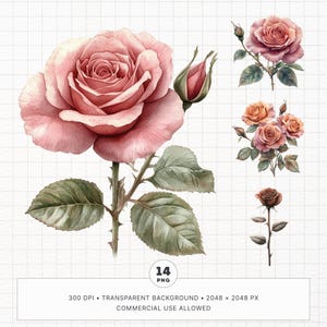 May include: A set of 14 watercolor illustrations of pink roses. The illustrations feature different views of roses, including a single rose with leaves and stems, a bouquet of roses, and a single rose bud.