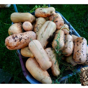 Butternut Squash Frön från Burpee's Butterbush – Kompakta, söta och produktiva – 12 frön