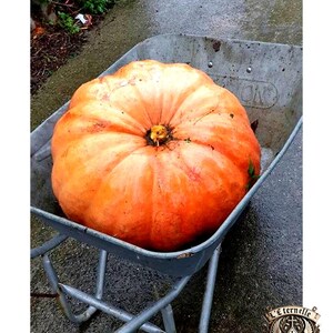 12 zaden van de oude Provence butternutpompoenvariëteit – Groentezaden voor een butternutpompoentuin