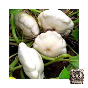 12 nasion dyni Pattypan (odmiana tradycyjna) – nasiona warzyw, nasiona dyni Pattypan do ogrodu