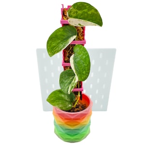 May include: A potted plant with large green and white leaves, supported by a pink trellis. The plant is in a geometric, rainbow-colored pot. The trellis is mounted on a white, perforated panel, creating a visually appealing display.