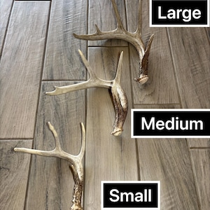 Premium Craft Midwestern Deer Antler Sheds – Choose from Large, Medium, or Small Sized Antlers – Grade A Quality – Big Buck Bites LLC -