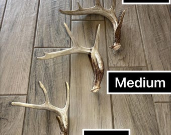 Premium Deer Antler Sheds – Craft Grade A, Midwest Sourced