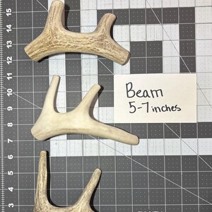 Natural Deer Antler Dog Chew: Long-Lasting Healthy Treat