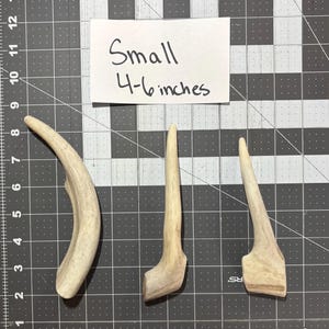 Small Deer Antler Dog Chew: Natural, Long-Lasting Treat