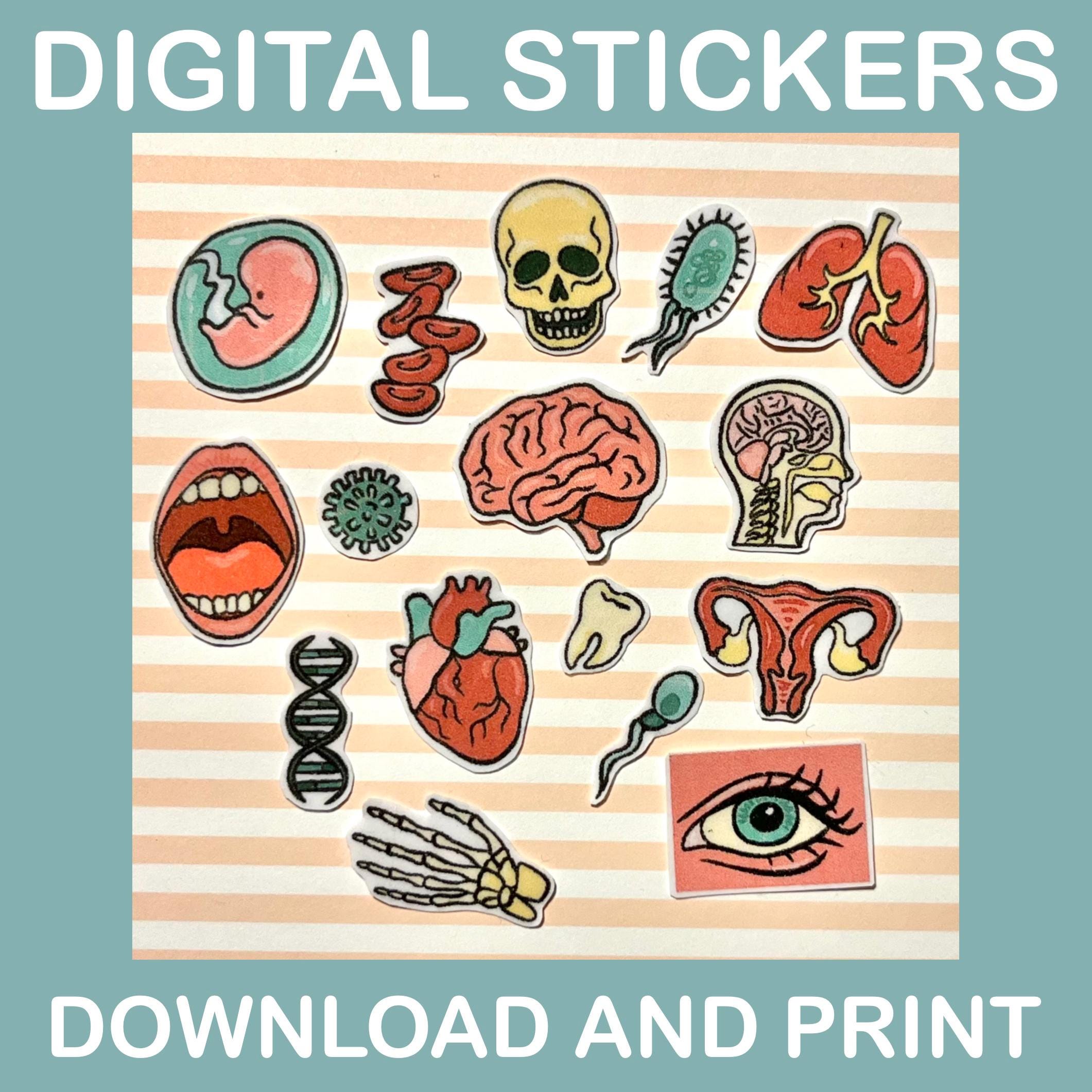 16 Mini Stickers DIGITAL, Anatomy Sticker Set, Anatomy Sticker Set ...