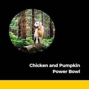 Chicken & Pumpkin Power Bowl – Holistic Dog Food Recipe | Easy, Allergy-Friendly, Natural PDF Download for Sensitive Stomachs
