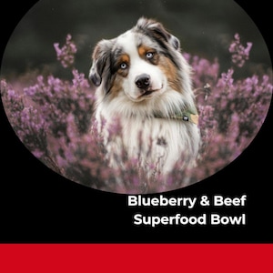 Blueberry & Beef Superfood Bowl – Allergy-Friendly Dog Food Recipe | Holistic, Easy, Vet-Inspired, PDF Download