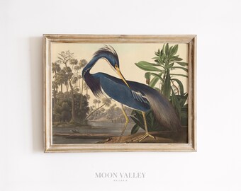 Printable Audubon Heron Art | Vintage Wildlife Poster, Botanical Bird Print | Nature Wall Decor Download, Louisiana Fine Art