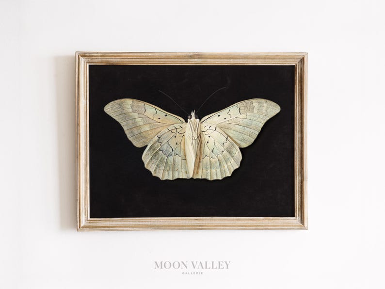 Vintage White Moth Printable | Dark Academia Wall Art, Moody Insect ...