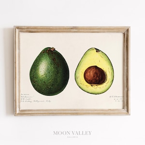 Botanical Avocado Wall Art | Minimalist Fruit Illustration Print, Vintage Food Artwork Digital Download, Green Kitchen Decor Printable File