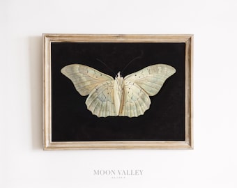 Antique Moth Print | Ivory Butterfly Illustration, Dark Academia (Digital Download)