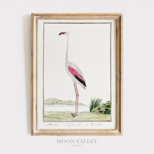 Printable Flamingo Poster | Vintage Bird Wall Art, Pink Tropical Animal Print, Digital Nature Download, Coastal Decor Art, Bird Illustration
