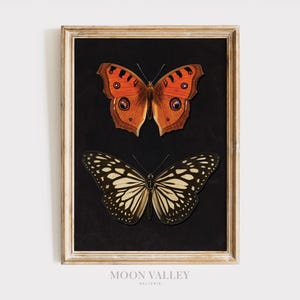 May include: A framed print with two butterflies on a black background. The top butterfly is orange and brown with black markings. The bottom butterfly is black and white with yellow markings.