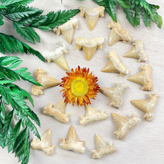 Natural Shark Tooth (EPJ-HACT33)