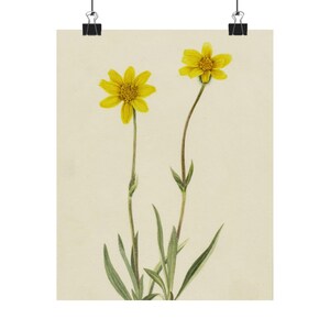 Vintage Floral Matte Vertical Posters, Mary Vaux Walcott, Botanical Wall Art, Home Decor, Gift for Plant Lovers, Spring Decor