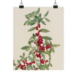 Botanical Art Print Poster, Mary Vaux Walcott, Vintage Floral Wall Decor, Nature Lover Gift, Red Berries Decor, Botanical Wall Art