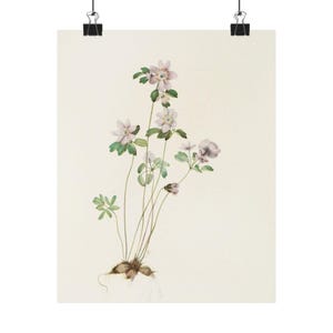 Botanical Wall Art Poster, Mary Vaux Walcott, Floral Decor, Vintage Plant Illustration, Home Decor, Gift for Nature Lovers