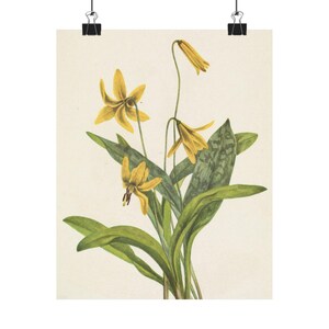 Botanical Art Poster - Vintage Flower Print, Mary Vaux Walcott, Nature Wall Art, Home Décor, Gift for Plant Lovers, Floral Decor