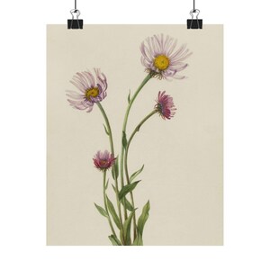 Floral Wand Kunst Print, Mary Vaux Walcott, Vintage Blumen Poster, Botanische Dekoration, Natur inspirierte Kunst, Geschenk für Pflanzenliebhaber
