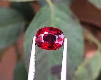 Espinélio birmanês vermelho vivo natural de 1,54 quilates, lapidação almofada | Certificado pelo Laboratório GFCO