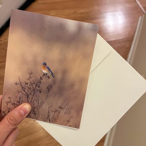 Original Greeting Card - Eastern Blue Bird