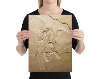 始祖鳥の化石レプリカ - Etsy 日本