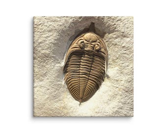 Könnte beinhalten: Ein detailliertes Fossil eines Trilobiten, eines prähistorischen marinen Arthropoden, ist in einen hellbraunen Stein eingebettet. Das Fossil hat eine bräunlich-beige Farbe mit komplizierten segmentierten Details. Das Kunstwerk ist auf einer quadratischen Leinwand montiert.